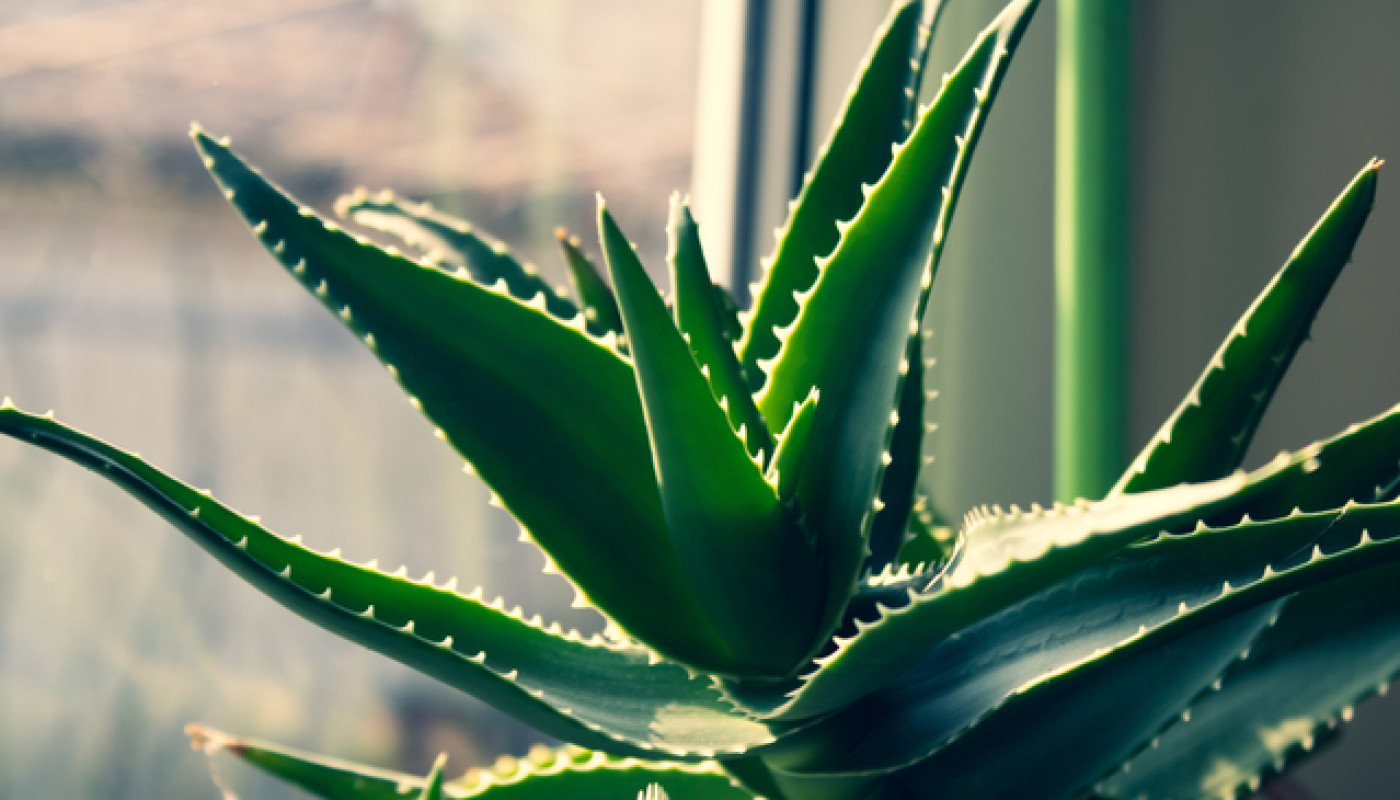Dans quels cas utiliser l’aloe vera arborescens ?